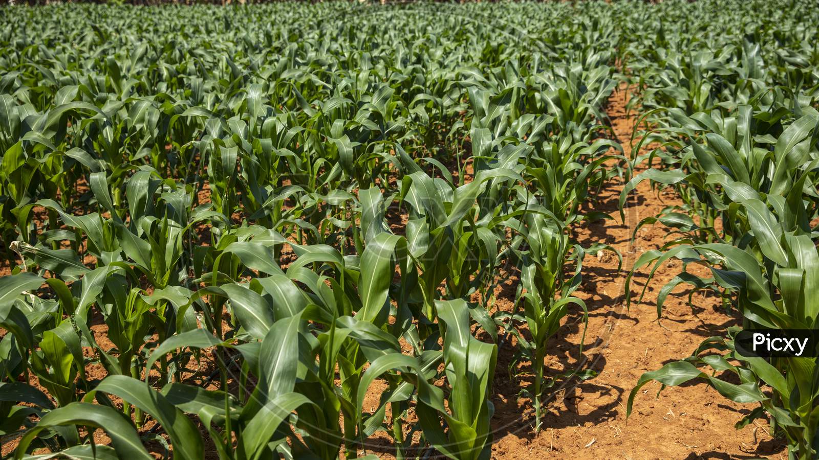 Corn Crop in Farming Field