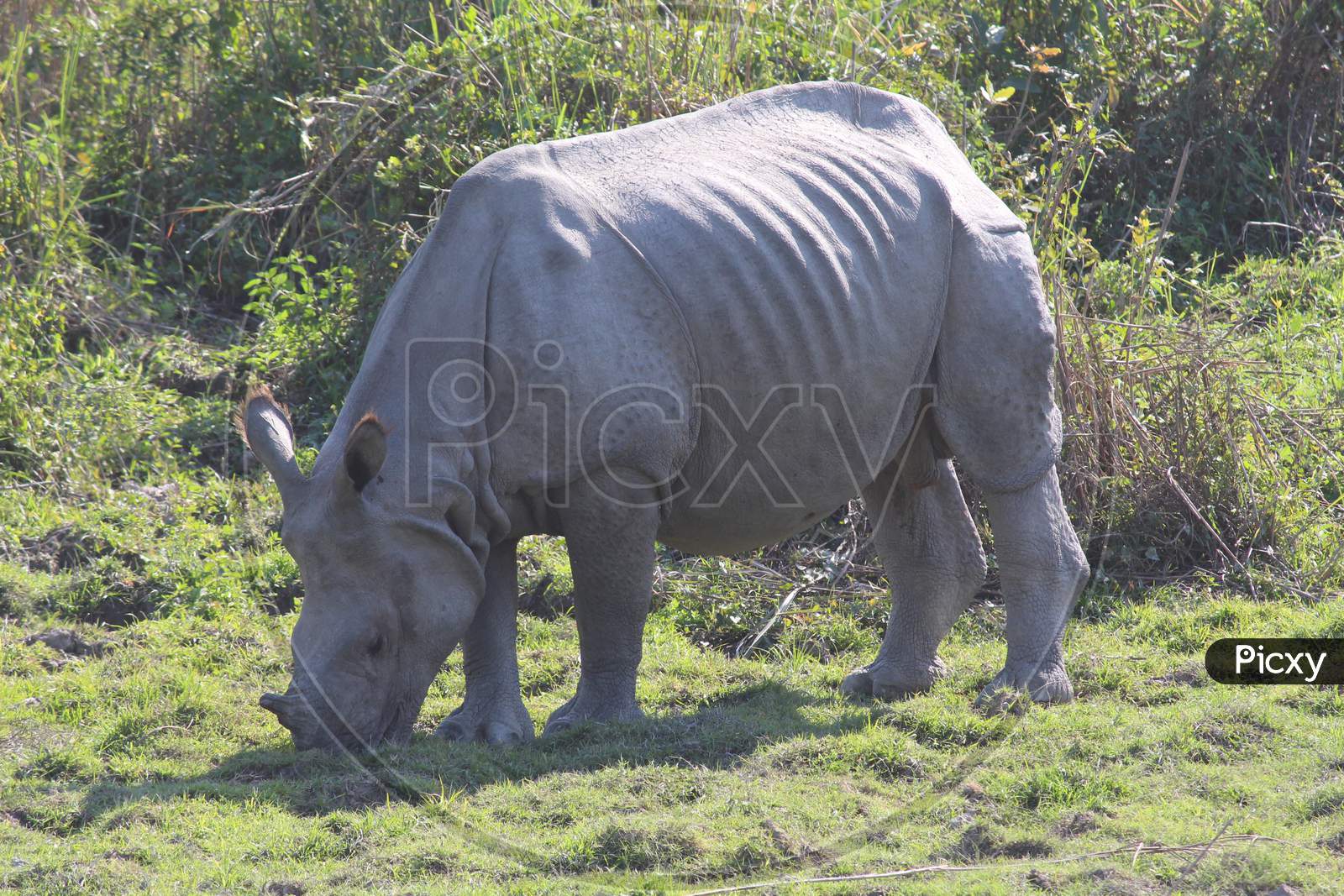 Assam's pride, One Horned Rhino