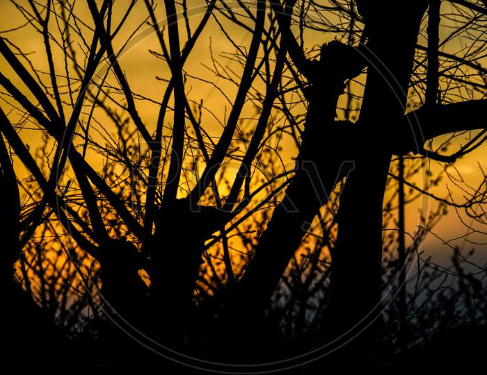 Silhouette Of Dusk And Tree