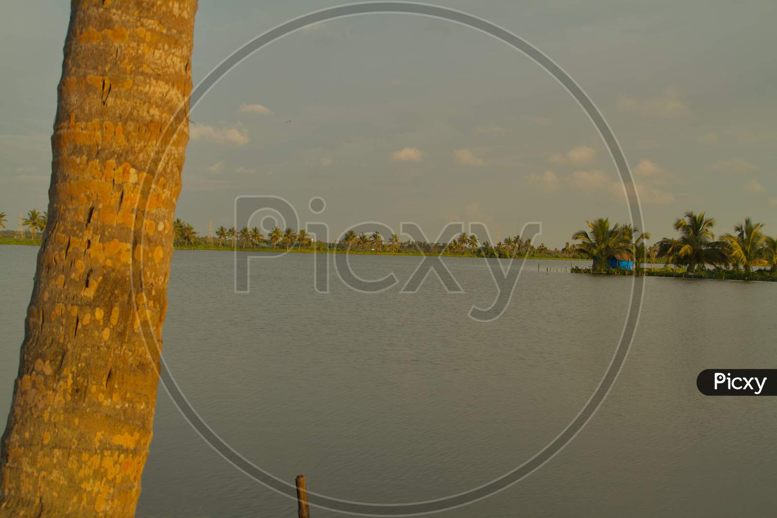 View From The Lake Banks With A Partial View Of The Coconut Trees