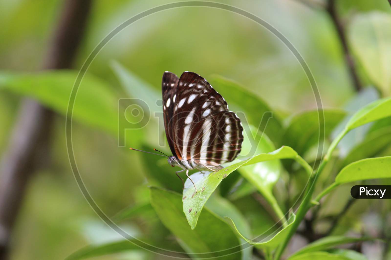 Butterfly on tree leaves