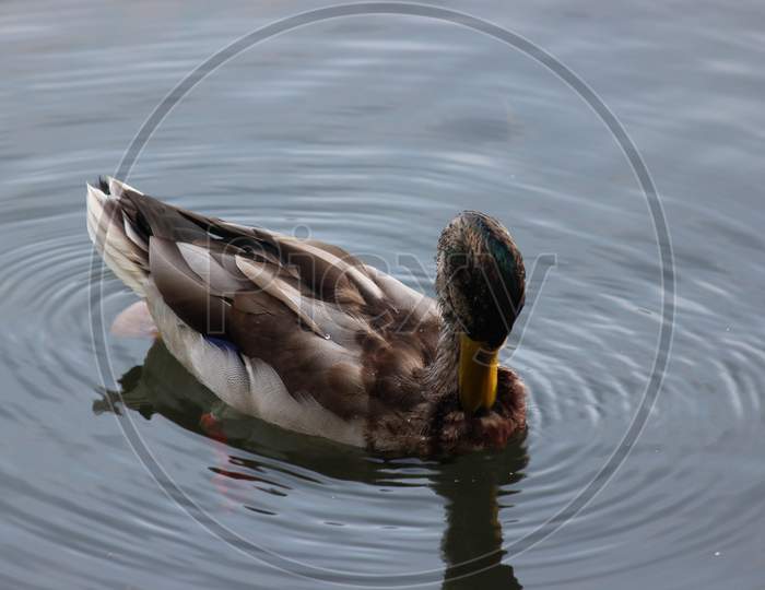 Graceful Mallard Duck Swimming In Deep Water With Ripples