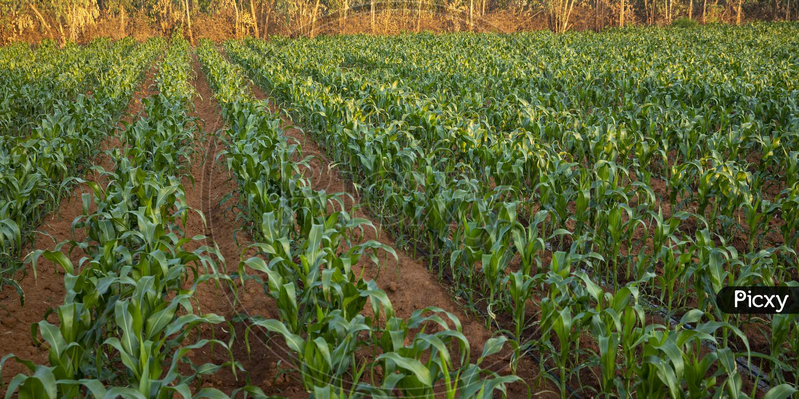 Corn Crop in Farming Field
