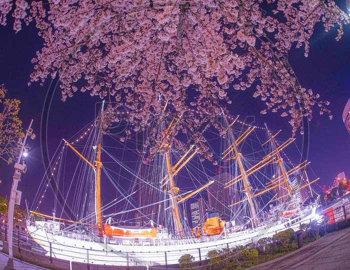 Minato Mirai Of The Cherry Tree And The Sailing Ship Nippon Maru