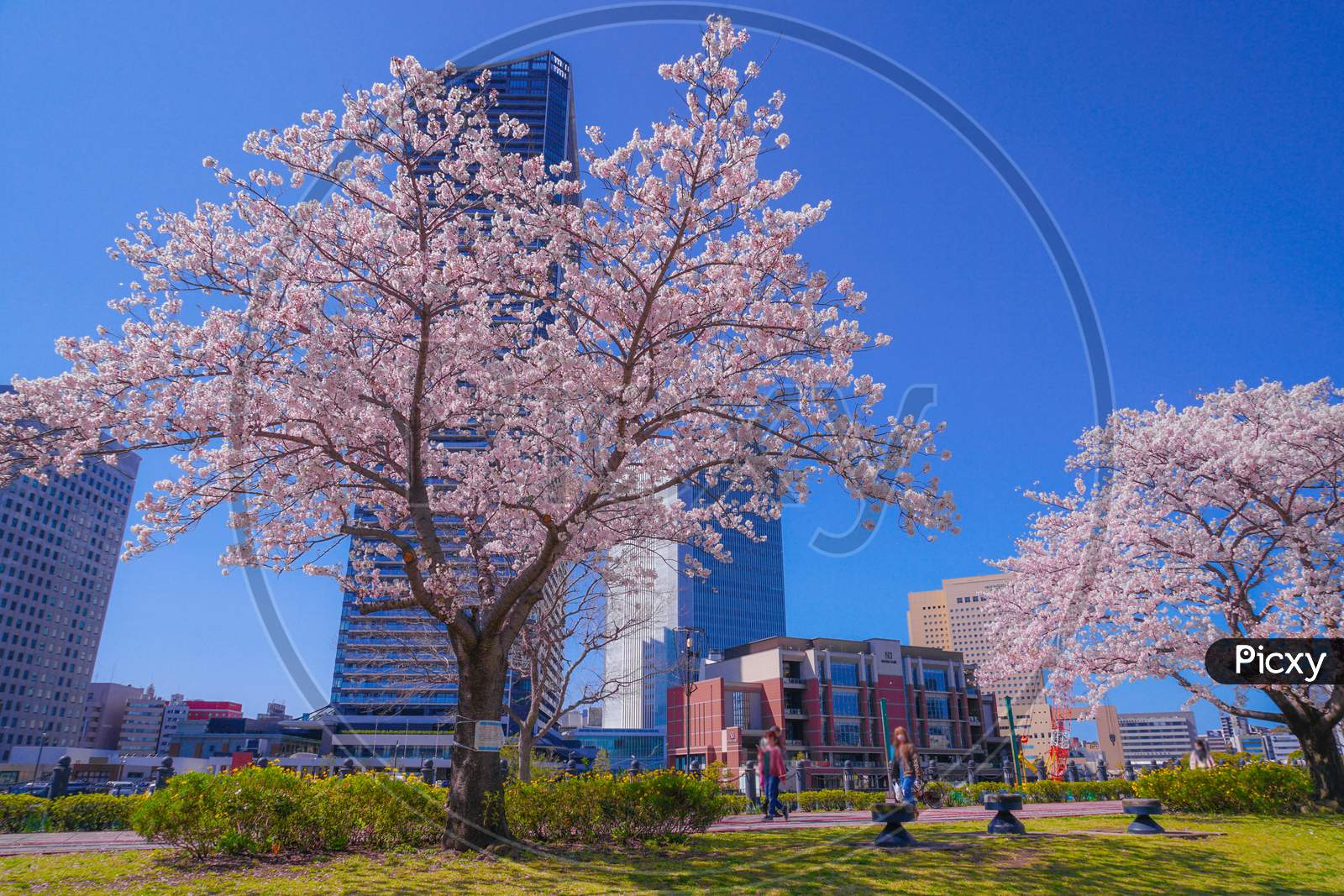 Sakura And Yokohama Minato Mirai Rooftops Of Full Bloom