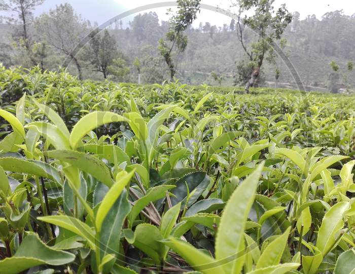 Growing Tea Leaves Stock Photo
