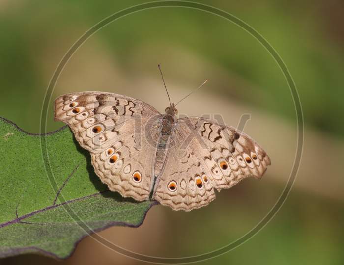 Butterfly on a leaf