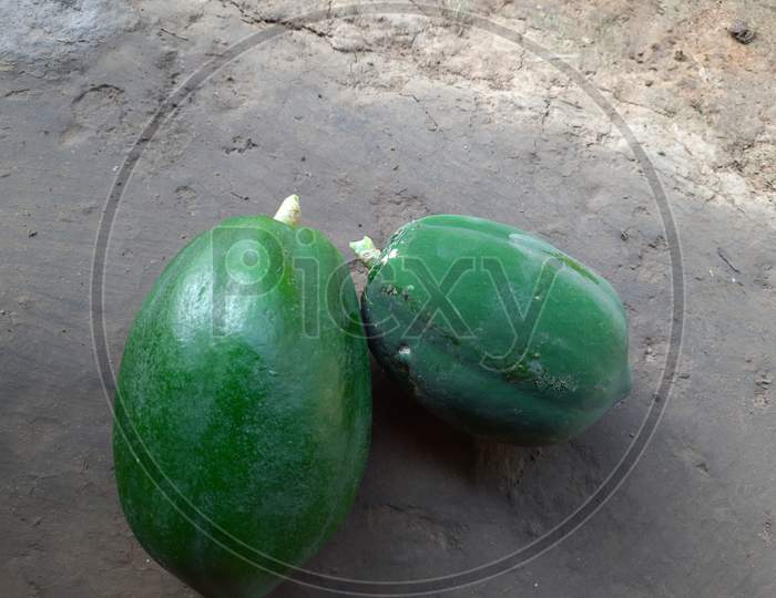 Green papaya looks very beautiful after plucking