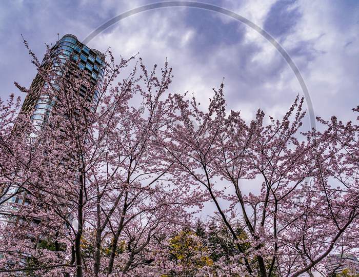 Full Bloom Of Cloudy Sky And Roppongi Cherry Blossoms