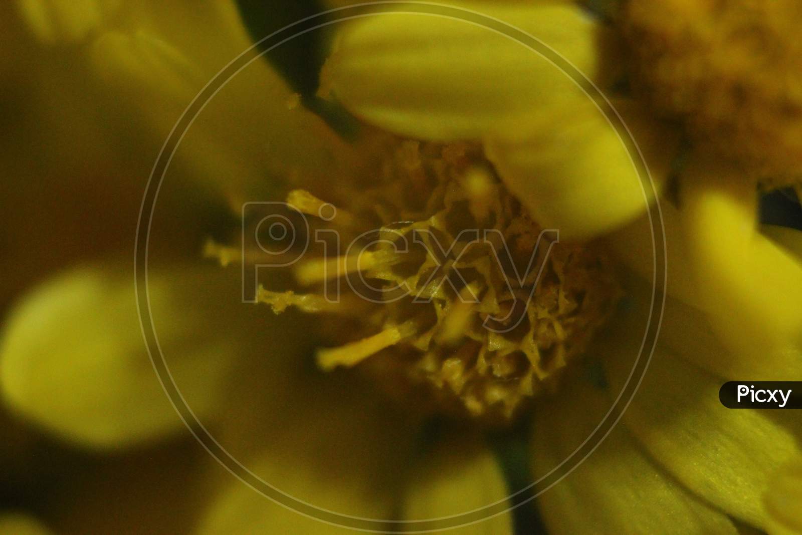 Close-Up And Macro Photo With Selective Focus Of Marigold (Calendula) Flowers