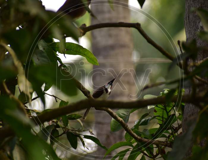 Red Whiskered Bulbul Sitting On A Tree