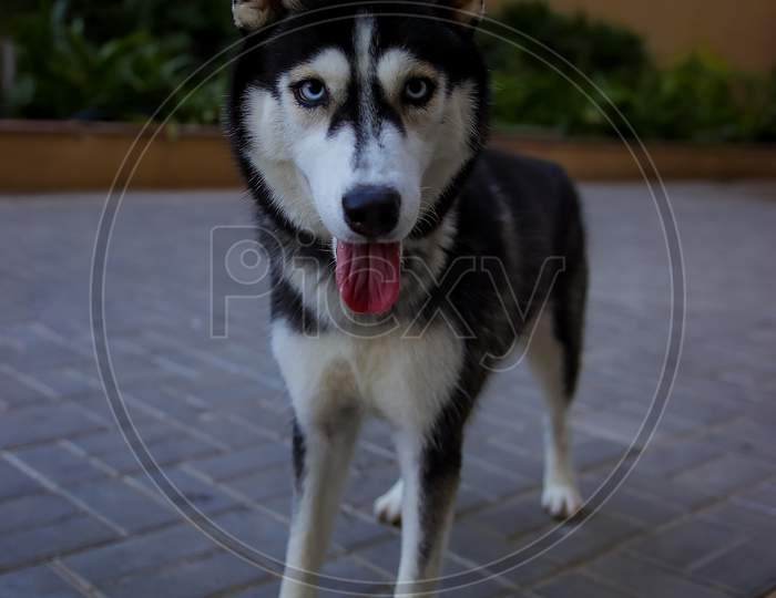 Portrait Of A Siberian Husky Looking At The Camera.
