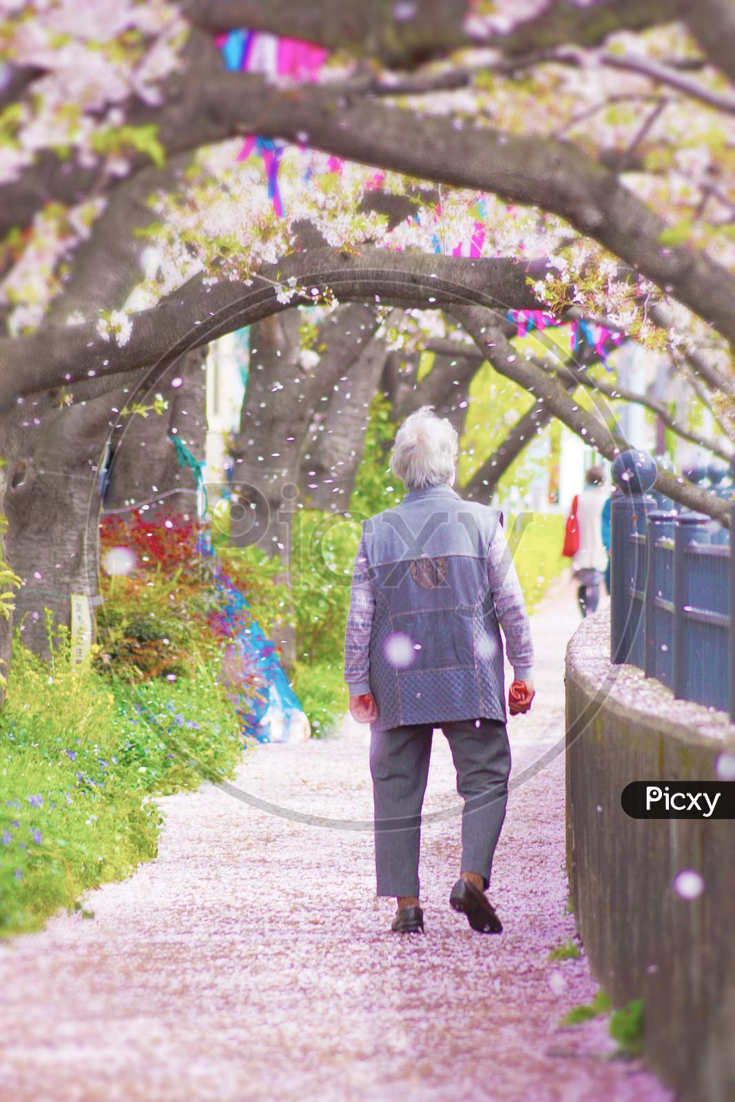 Old Man Walk In The Cherry Rain