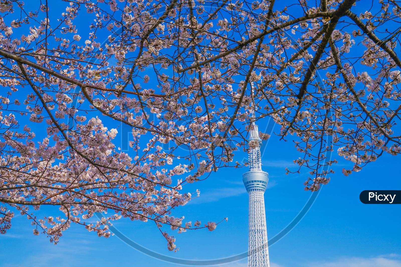 Cherry Blossoms And Tokyo Sky Tree