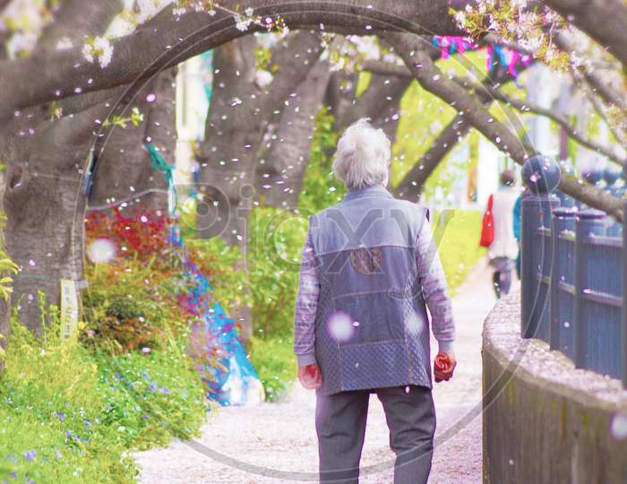 Old Man Walk In The Cherry Rain