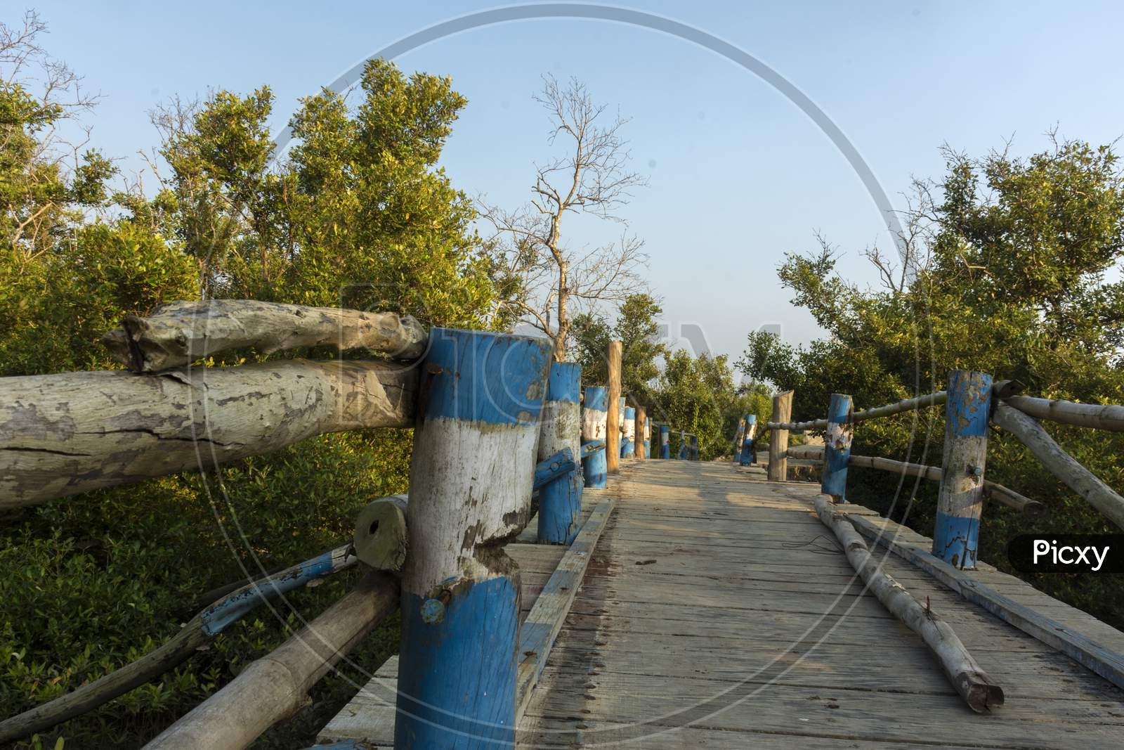 A Bamboo Bridge At The Entry Point Of "Henry Island" Near Bakkhali, 24 Parganas, India.