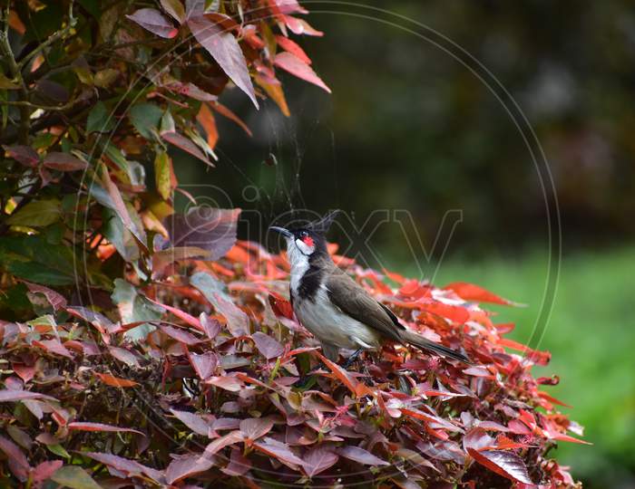 Red Whiskered Bulbul Sitting On A Tree