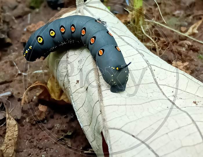 Smooth Black Hairless Caterpillar ( Hawk moth, Theretra oldenlandiae ) With Orange And yellow dost.