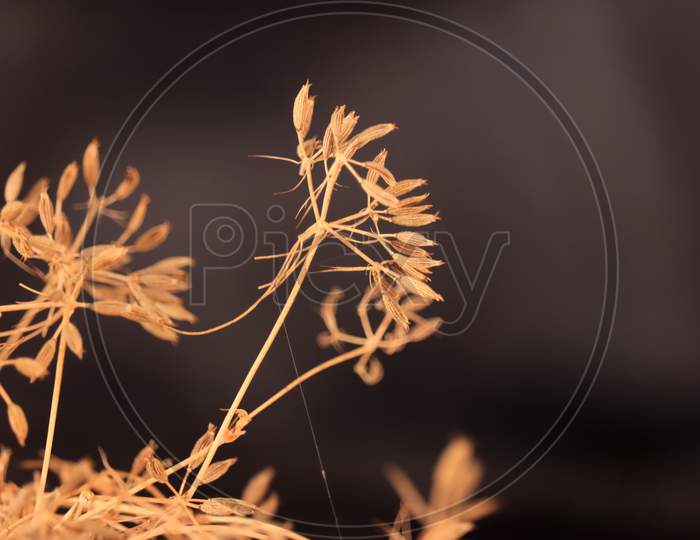 Zira Or Zeera Plant On Black Background, Cumin Seeds Plant On Black Table,Close Up View Caraway Or Carum Carvi,Fresh Plant Of Unripe Cumin On Natural Background
