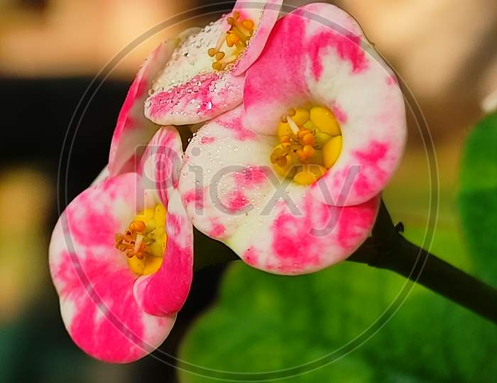 Beautiful pink   flowers