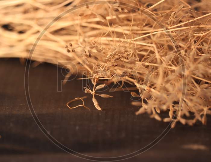 Cumin Seeds Plant In Indian Farm, Agriculture And Food Concept,Cumin (Zira),Dry Carvi Or Caraway Plant,Caraway Or Carum Carvi