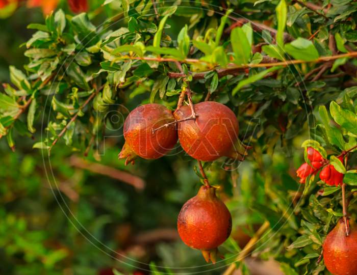 Pomegranate Trees With Red Ripe Fruits At Pomegranate Plantation,Selective Focus On Subject