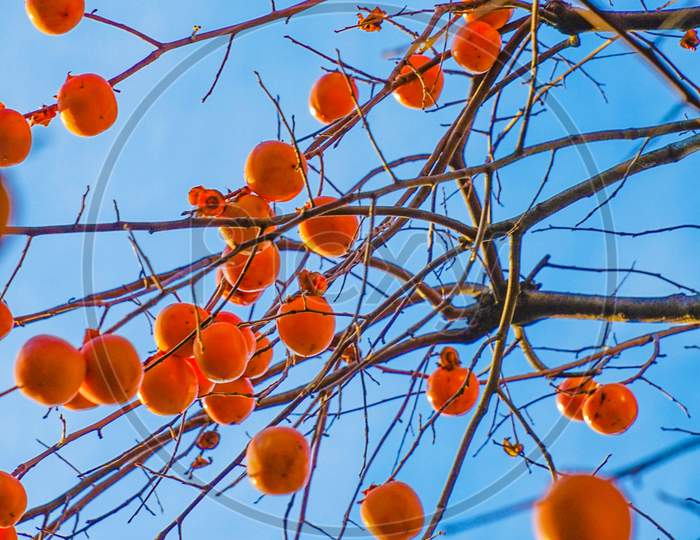 Persimmon Trees And Blue Sky Of The Image