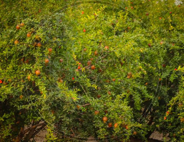 Many Pomegranate And One Cut In Half,Pomegranate Background,Fall Pomegranate Harvest,Huge Group Of Fresh Pomegranate Fruits On A Ripe Fruit Background, Selective Focus On Subject
