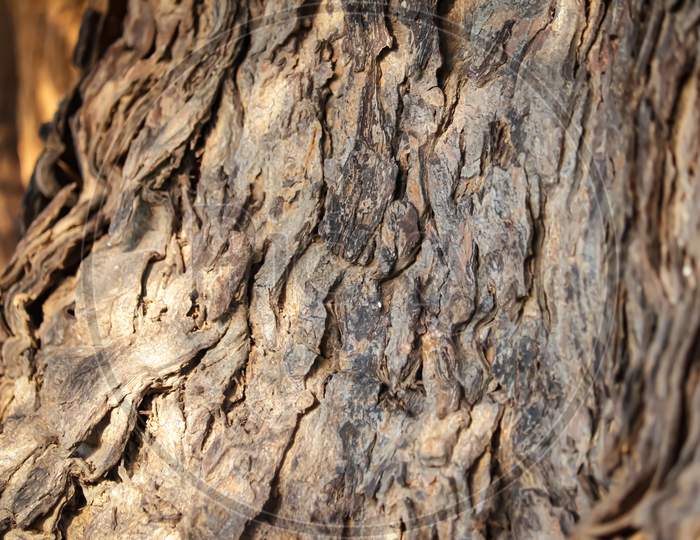 Seamless Tileable Texture,Texture Of A Trunk,Neem Tree Trunks,Natural Background, Selective Focus,Neem Tree Trunks,