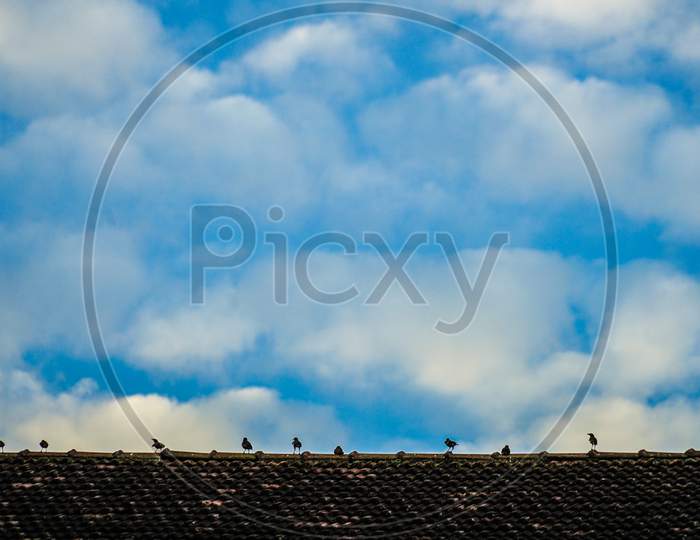 Image Of Blue Sky And Little Bird