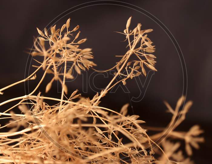 Dry Caraway Seeds, Umbrella Plants, Background,Agriculture Of Cumin Seed, Green Cumin Plants On Farm,Zira,