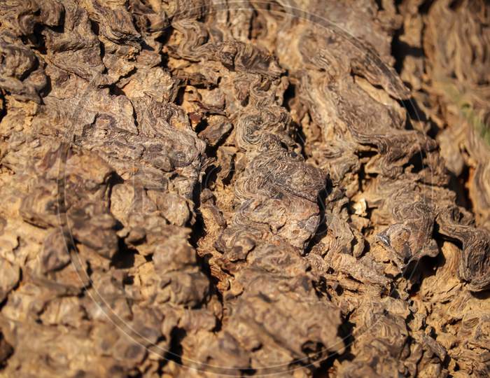 Neem Tree Trunks,Natural Background,Bark Texture Background Pattern Crack Old Brown For Design,Thick Tree Trunk Closeup,Selective Focus