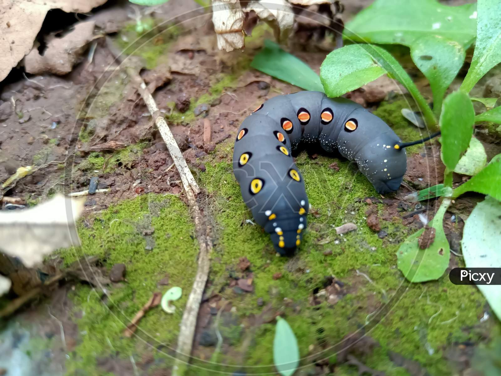Smooth Black Hairless Caterpillar ( Hawk moth, Theretra oldenlandiae ) With Orange And yellow dost.