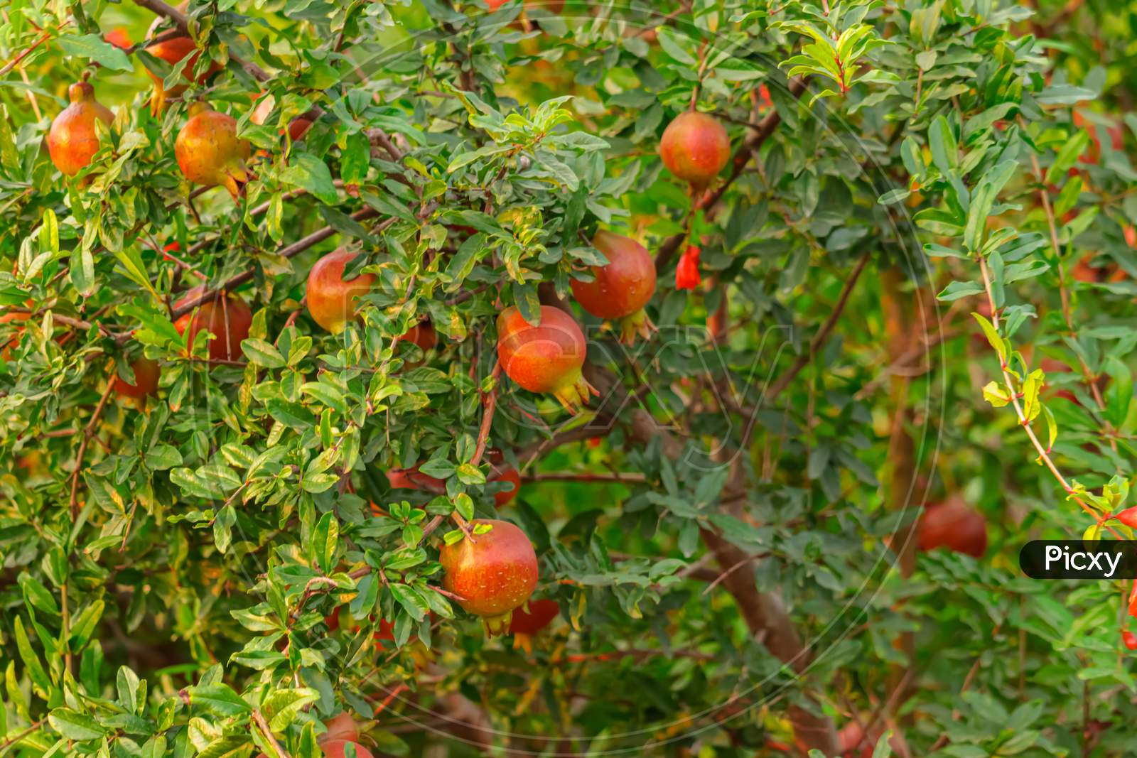 Pomegranate Fruit On Full Screen,Fresh Fruits,Pomegranate Crop Collected By Farmers,Pomegranate Whole With Flower. Fresh Raw Organic Garnet Fruit