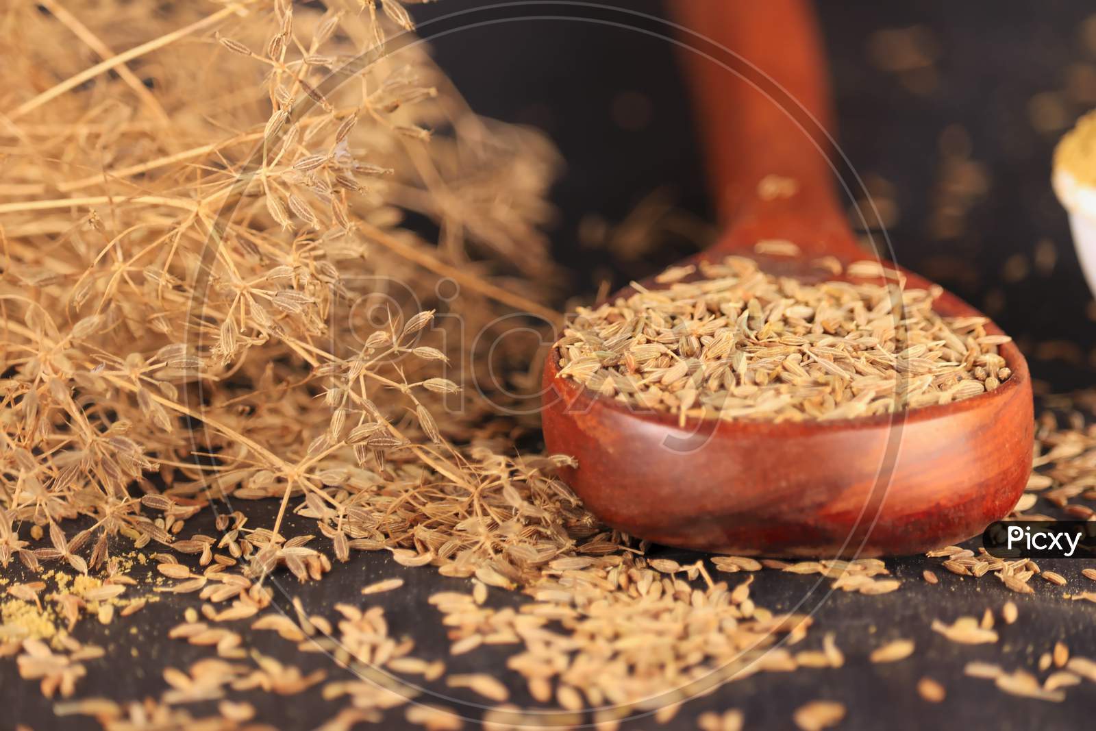 Caraway Plant With Carvi Or Cumin Seeds On Wooden Table With Black Background, Indian Popular Spice Zira Or Jeera,