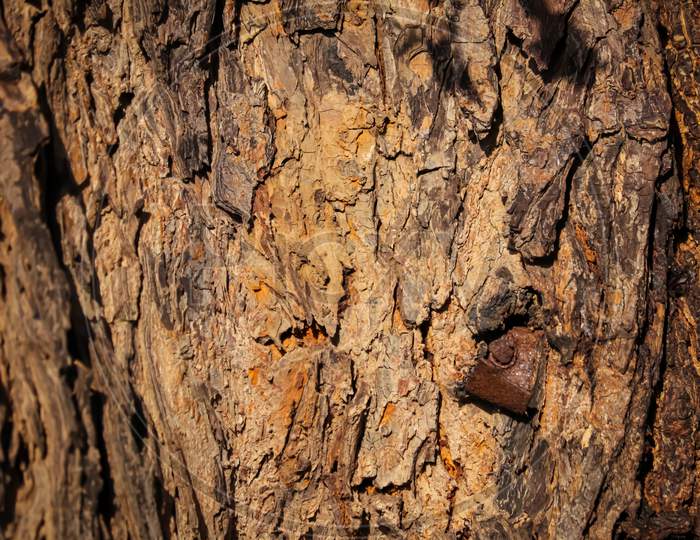 Seamless Tileable Texture,Texture Of A Trunk,Neem Tree Trunks,Natural Background, Selective Focus,Neem Tree Trunks,Neem Tree