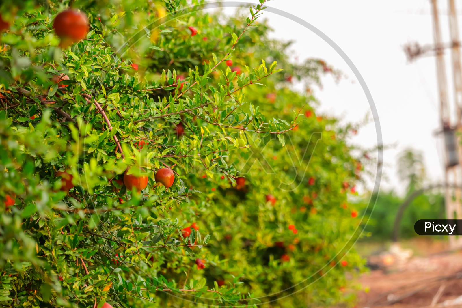 Pomegranate Crop Collected By Farmers,Huge Group Of Fresh Pomegranate Fruits On A Ripe Fruit Background, Selective Focus On Subject