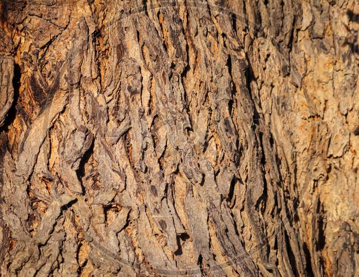 Seamless Tileable Texture,Texture Of A Trunk,Neem Tree Trunks,Natural Background, Selective Focus,Neem Tree Trunks,Neem Tree