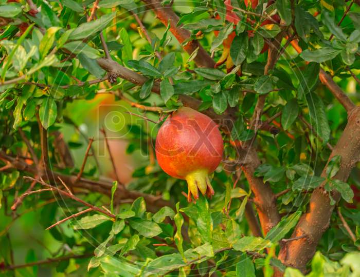 Fresh Pomegranate Seeds For Food Background,Pomegranate Harvest,Hd Footage Pomegranate Fruit Full Screen, Selective Focus On Subject