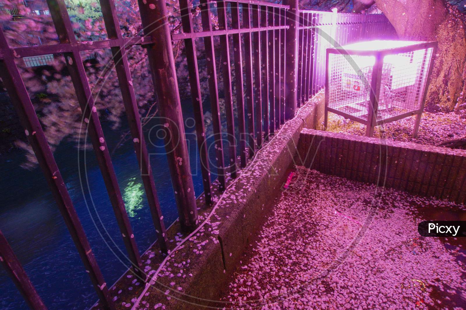 Of Going To See Cherry Blossoms At Night Ooka River Promenade
