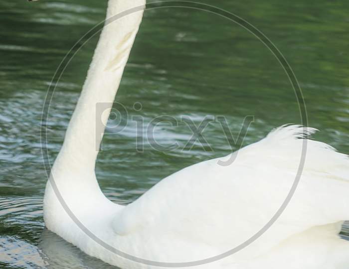 Image Of Swan