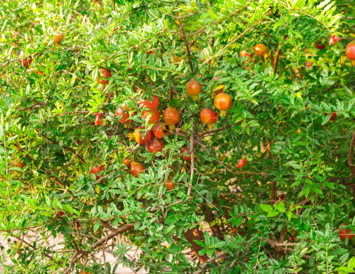 Red Ripe Fruit On A Tree In A Pomegranate Garden. Natural Food. Pomegranate Trees With Red Ripe Fruits At Pomegranate Plantation,Agriculture Of Pomegranate Fruits