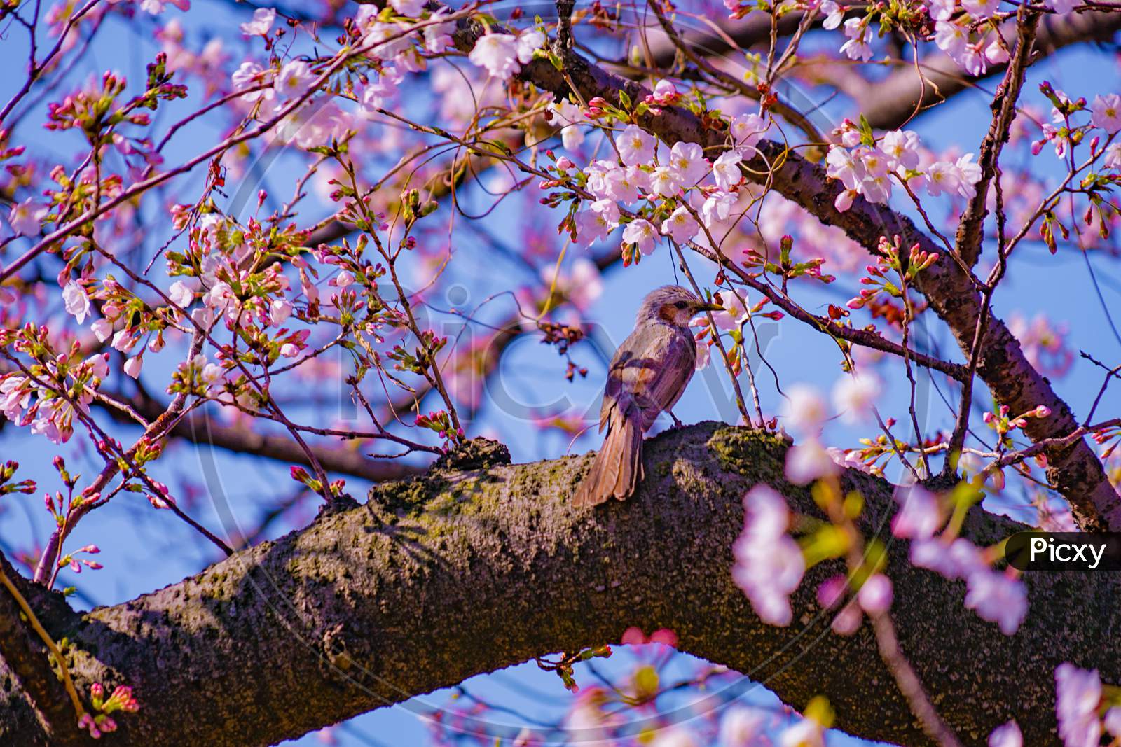 Hyo Dori And Cherry Blossoms And Blue Sky