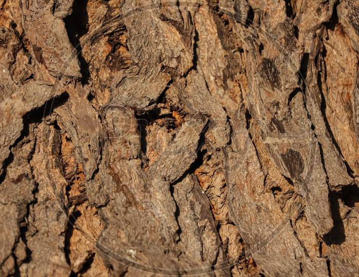 Natural Background,Bark Texture Background Pattern Crack Old Brown,Seamless Tileable Texture,Texture Of A Trunk,Thick Tree Trunk Closeup,Neem Tree Trunks,