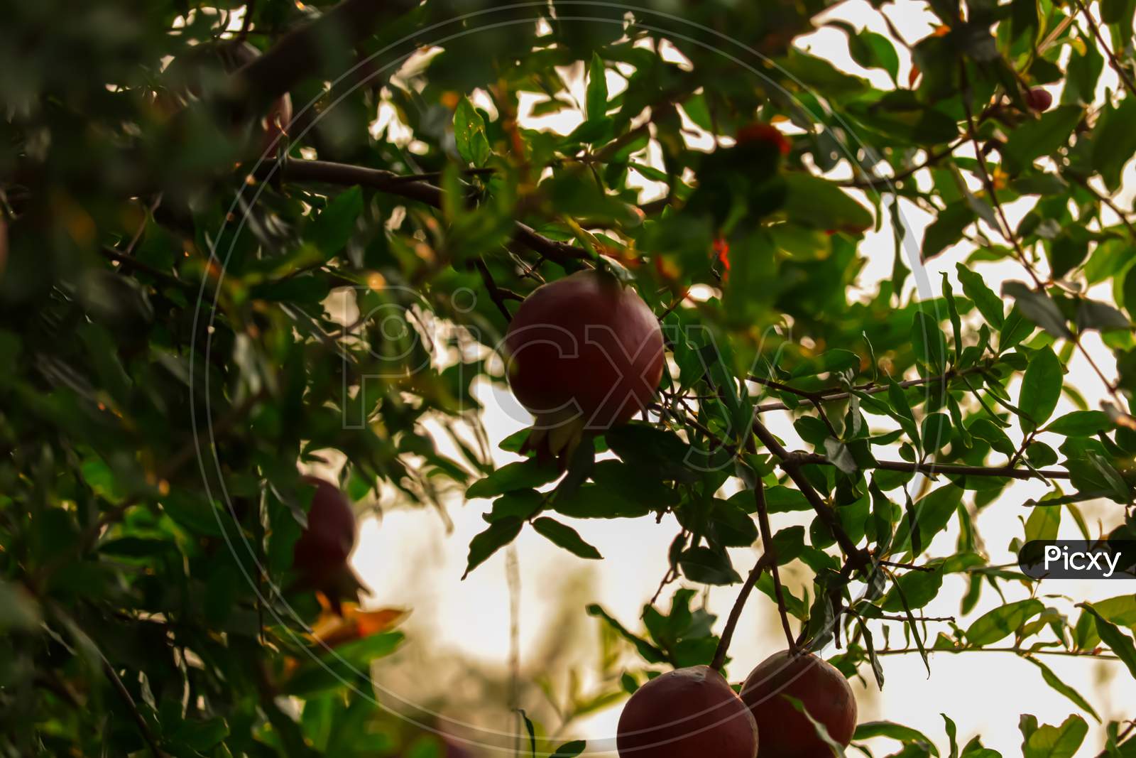 Miniature Pomegranate - Punica Granatum - Tropical Fruit Growing On A Tree,Morning Sunlight Pomegranate Fruit Scene,Hd Footage With Selective Focus,Harvesting,Red Ripe Pomegranate Fruit