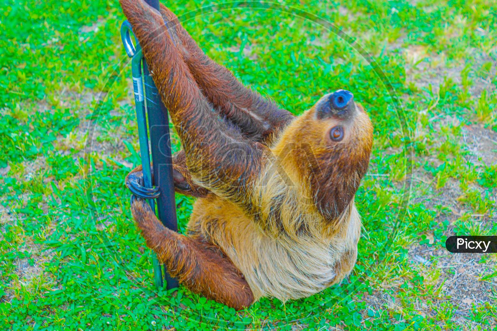 Image Of Sloth Hanging In The Bar