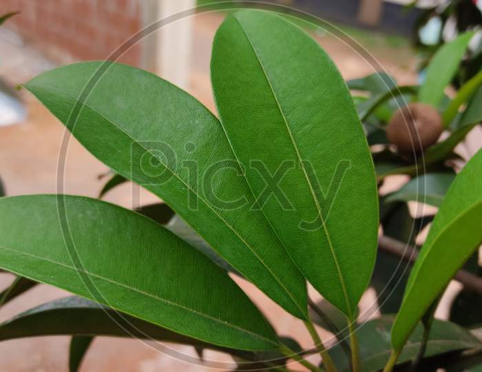 Leaves Of Sapota Plant