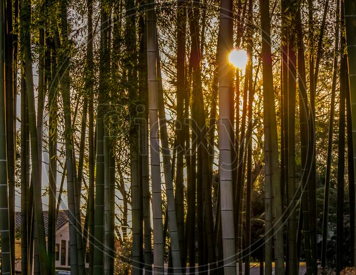 Bamboo Forest Of The Image That Was Illuminated By The Setting Sun