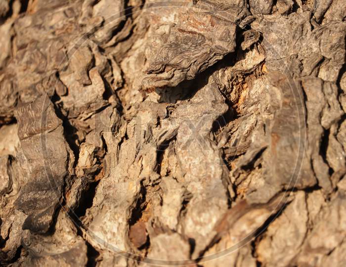 Neem Tree Trunks,Natural Background,Bark Texture Background Pattern Crack Old Brown For Design,Thick Tree Trunk Closeup,Selective Focus