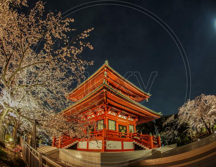 Temple And Going To See Cherry Blossoms At Night